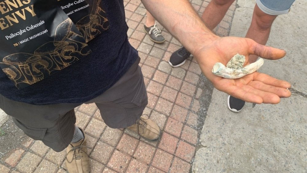 funguyz-shroom-bought.jpg