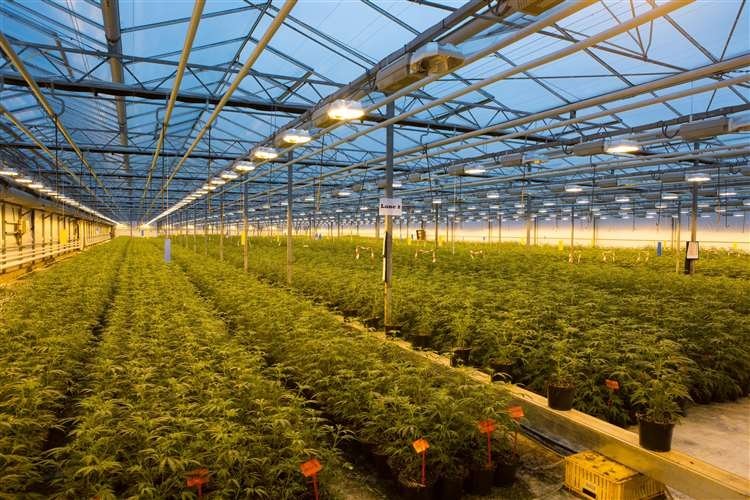 gw-pharma-cannabis-grow.jpg