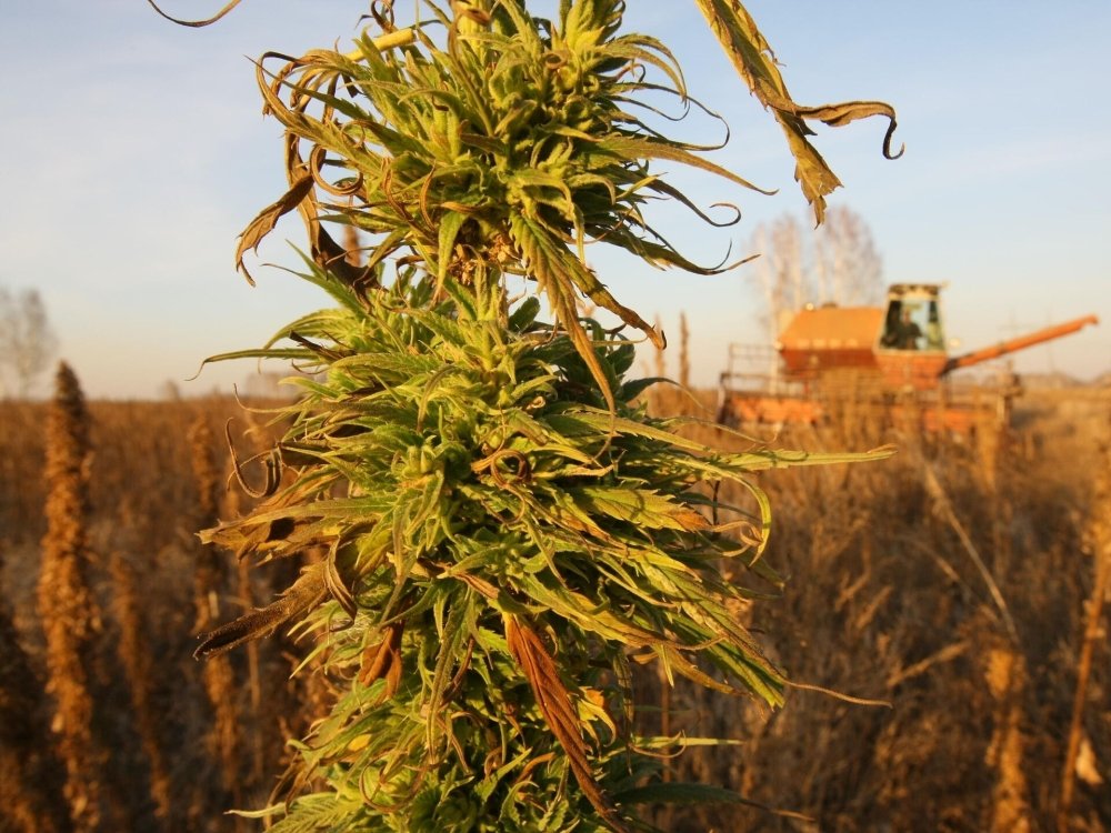 hemp-grow.jpg