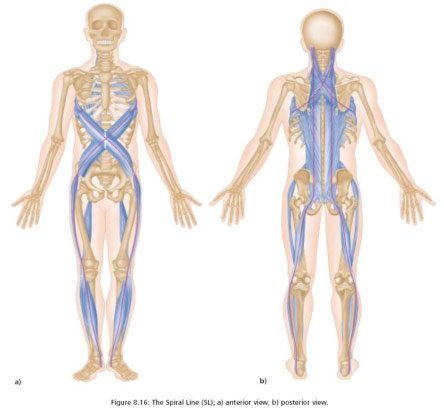 kartinka-anatomicheskie-poezda17.jpg.9bf61779eb9a7665d32810bb61f83ddb.jpg