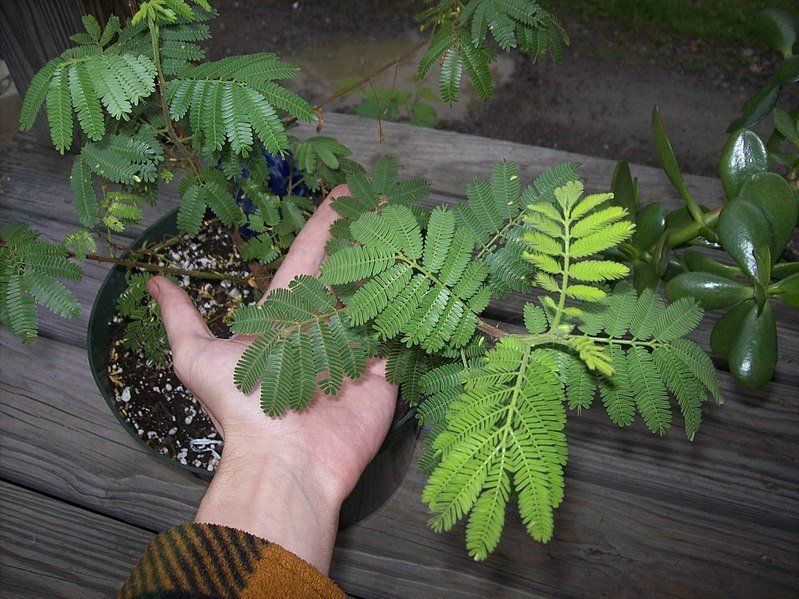 mimosa-tenuiflora.jpg