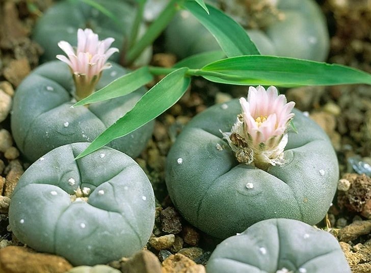 peyote-cacti.jpg