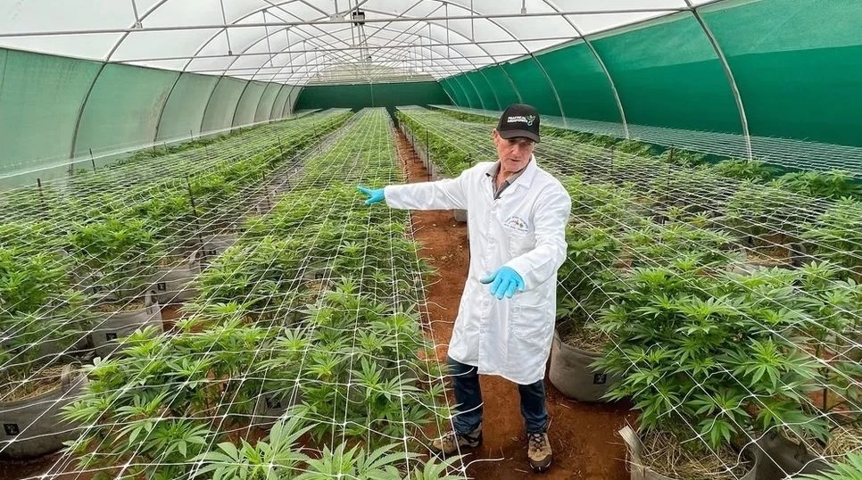 sa-legal-cannabis-grow.jpg