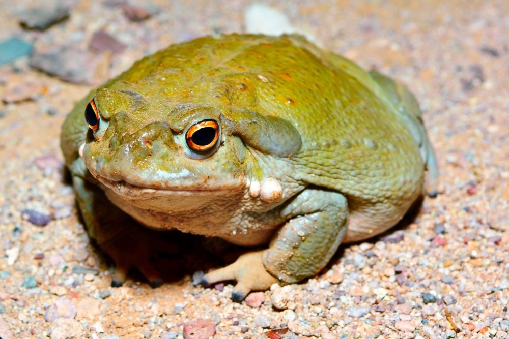 sonoran-desert-toad.jpeg