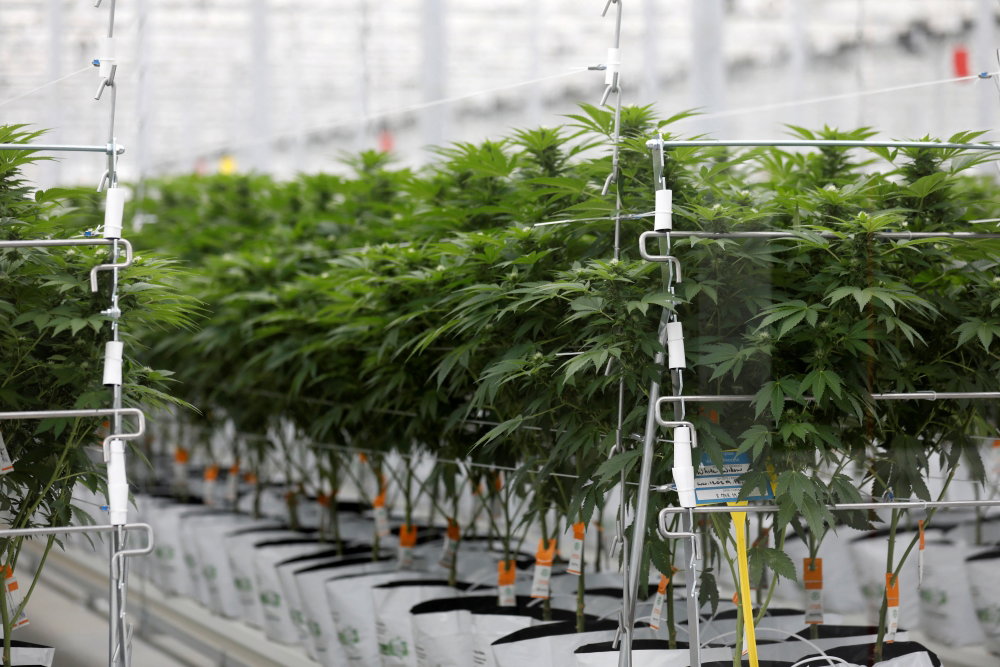 tilray-cannabis-farm.JPG