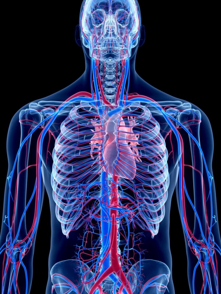 Angiologia-arterias-venas-vascular.thumb.jpg.5432bfa507637ffc042975b445417cab.jpg