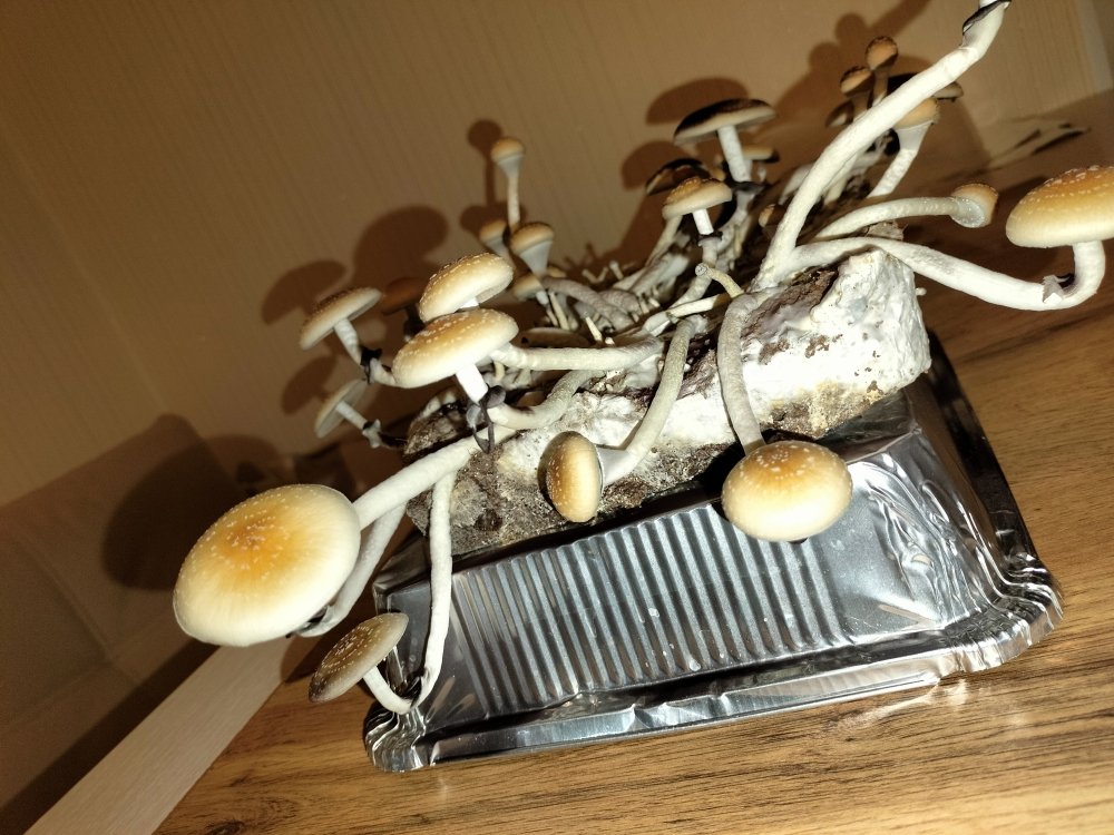 IMG20230814210103.jpg