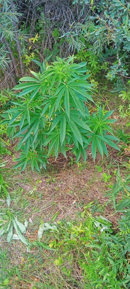 IMG20230820132700_01.jpg