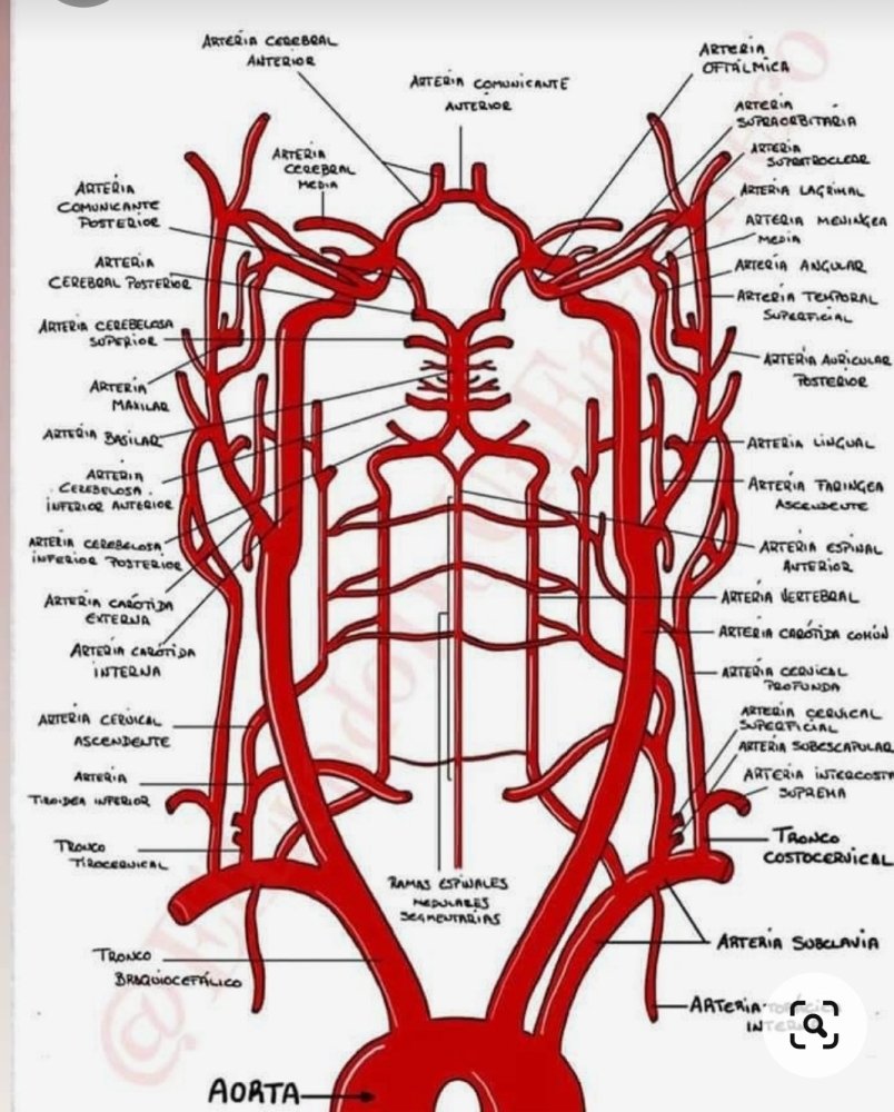 Screenshot_20230727-124859_Pinterest.thumb.jpg.f9eba0106dd8cc3bbd75f2b01fcf3d9d.jpg