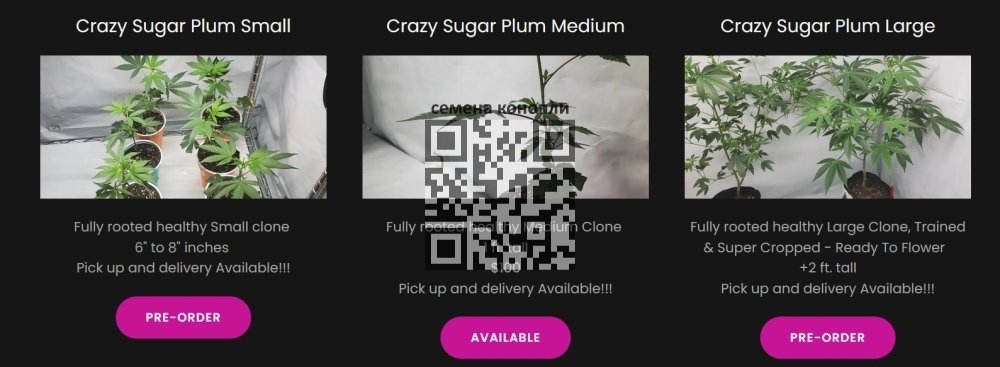 cannabis-clones-sale.jpg