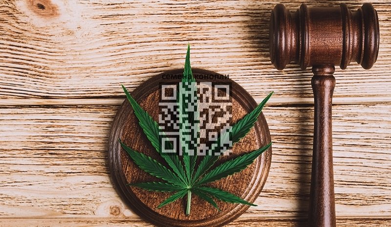 cannabis-court.jpg