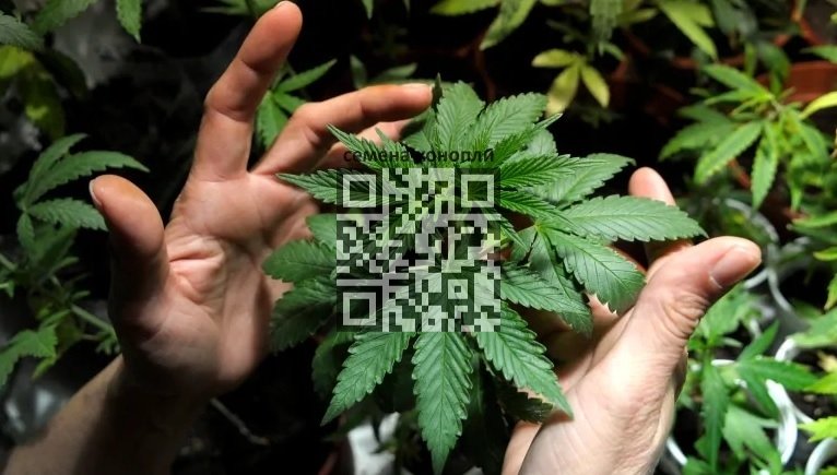 cannabis-grow-home.jpg