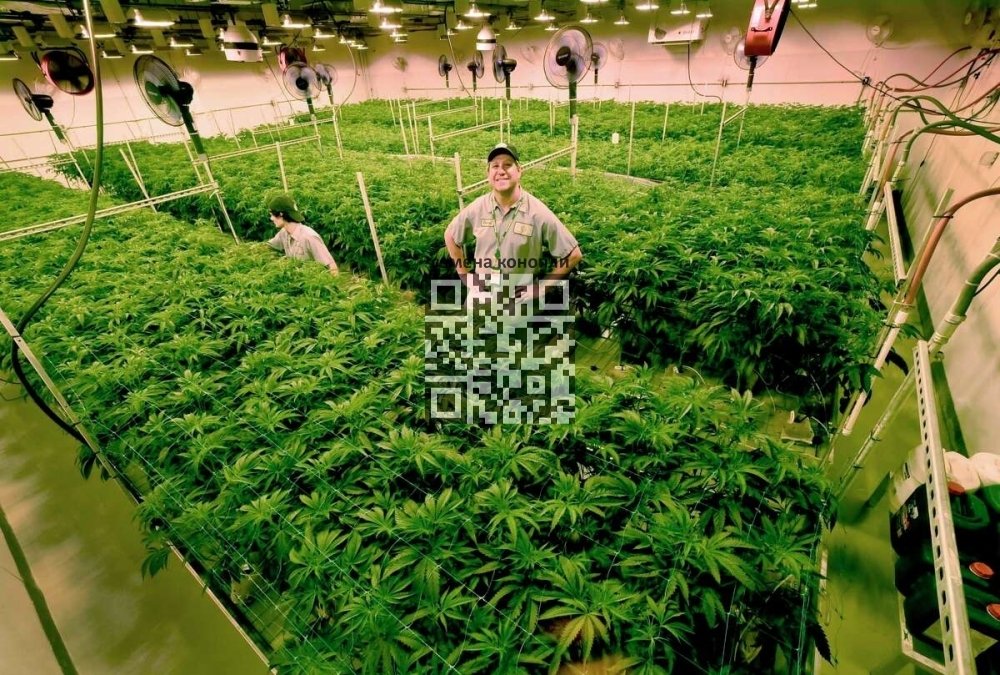 cannabis-grow.jpg