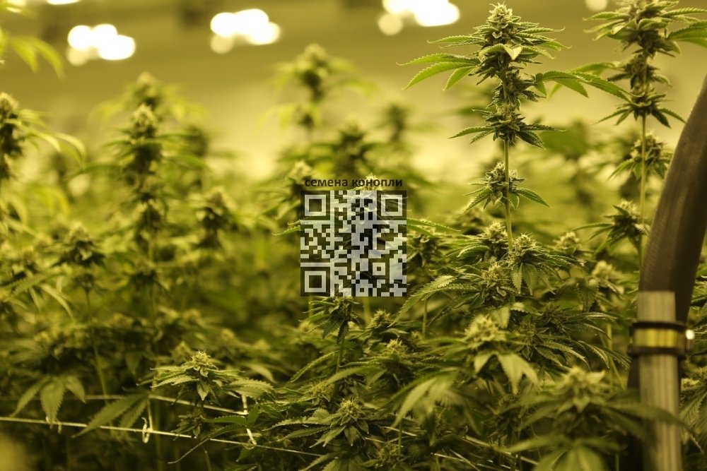 cannabis-grow.jpg