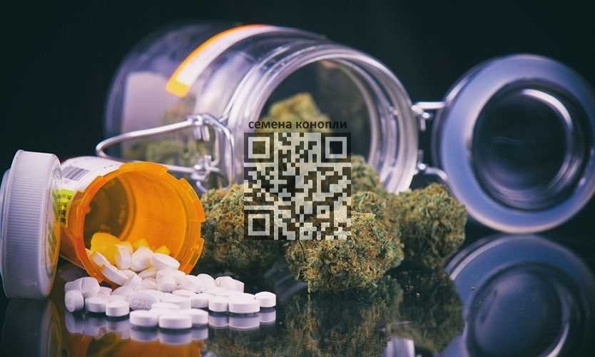 cannabis-opioids-pain.jpg