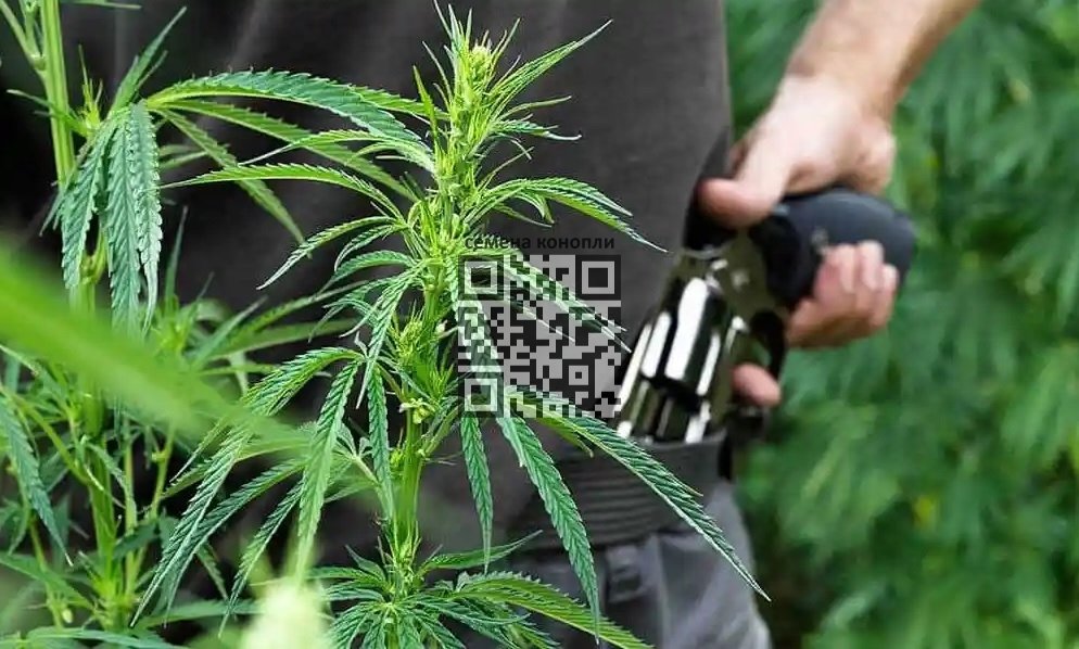 cannabis-user-gun.jpg