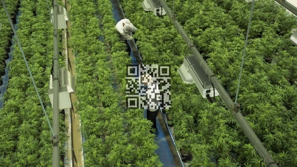 canopy-growth-farm.jpg