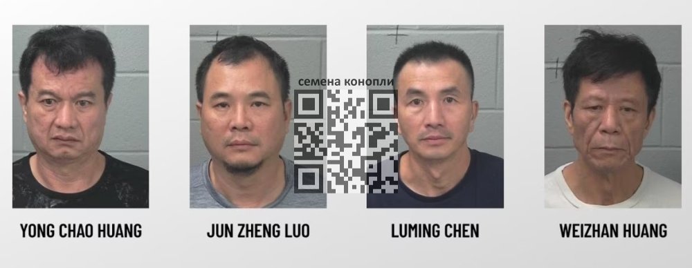 chinese-cannabis-growers-convicted.jpg
