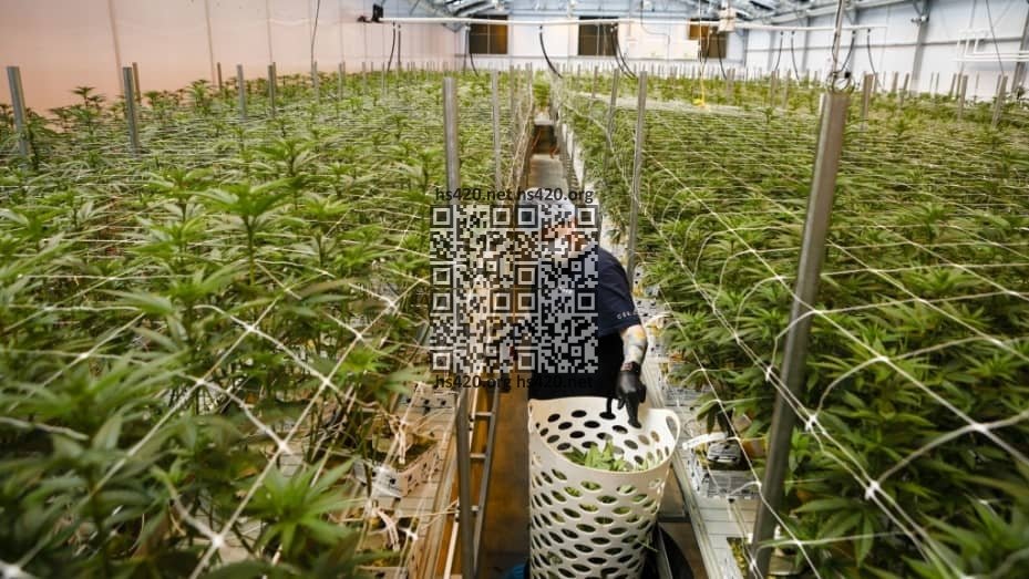 columbia-care-cannabis-farm.jpeg