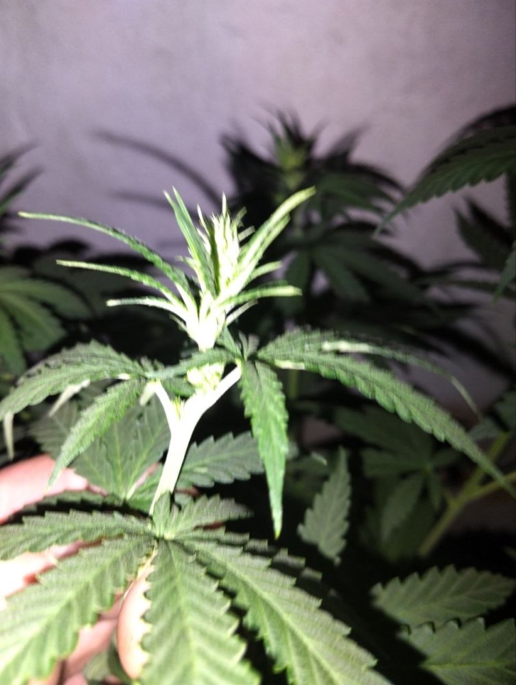 f90a242c-e7a7-4e34-b4f5-e4c10edeb7eb.thumb.jpg.05a0c5fa0849798d94e01eeda6bf40ba.jpg
