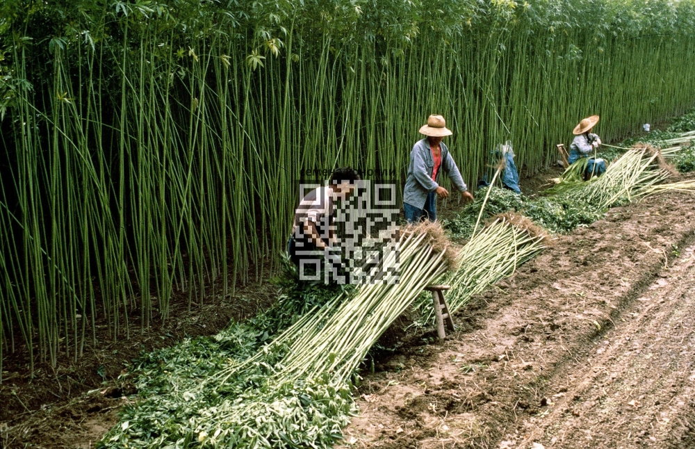 hemp-grow-china.JPG