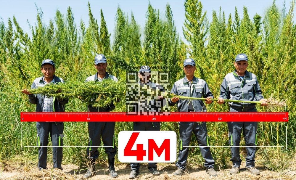hemp-uzbekistan-4-metres.jpg