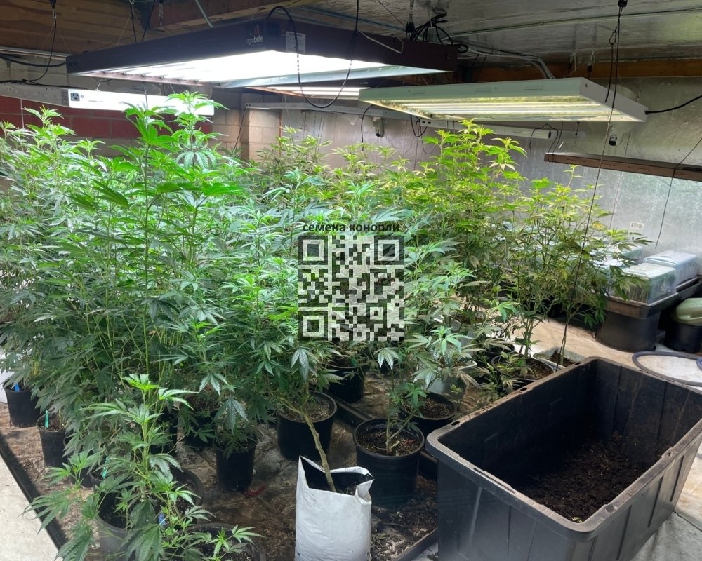 illegal-cannabis-grow-california.jpg