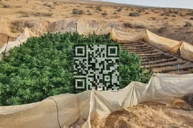 israel-negev-cannabis-grow.jpg