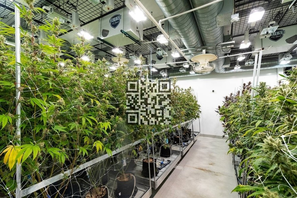 planet-13-cannabis-farm.jpg