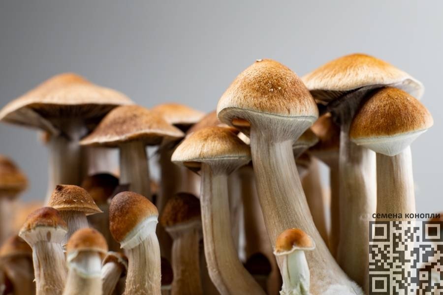 psilocybin-mushrooms.jpg