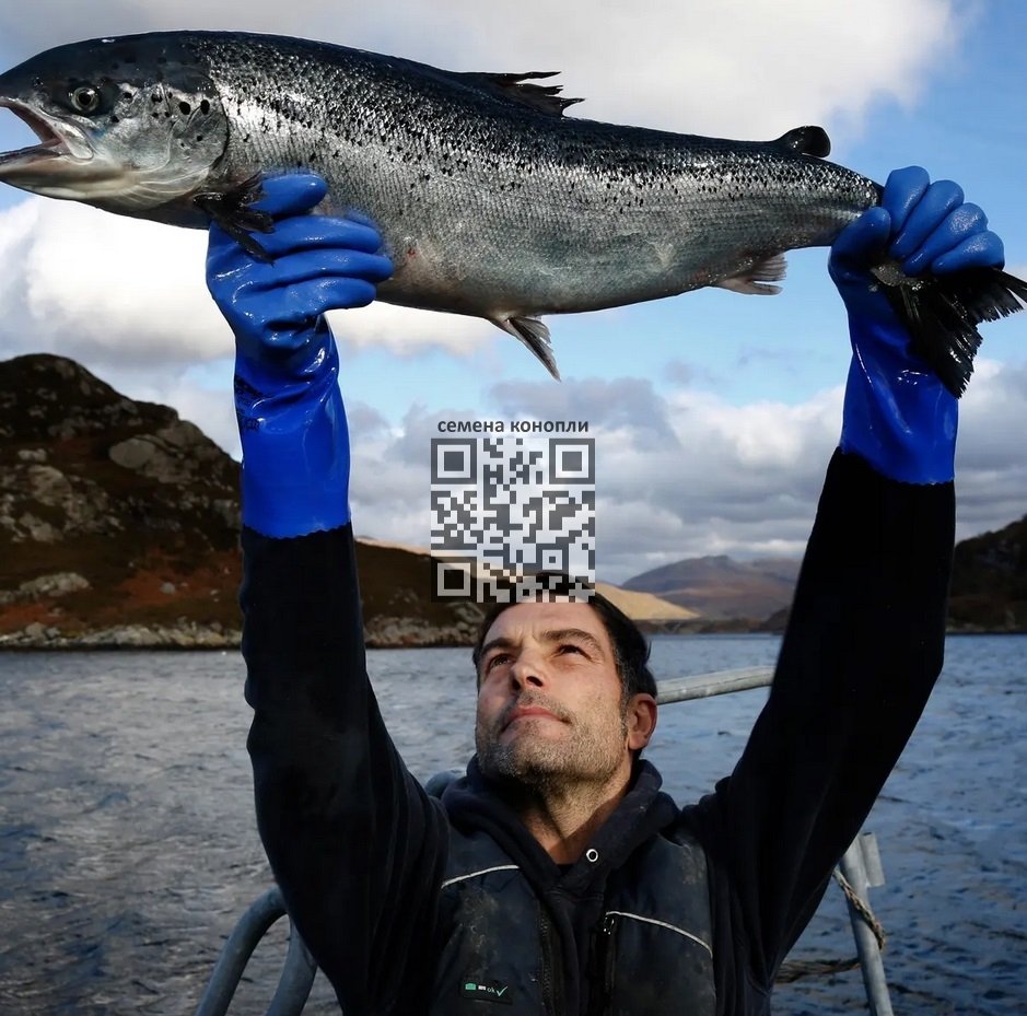 scottish-salmon-caught.jpg