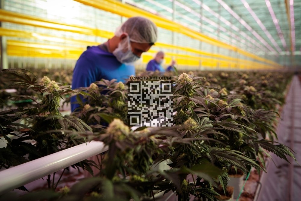tilray-cannabis-farm.jpg