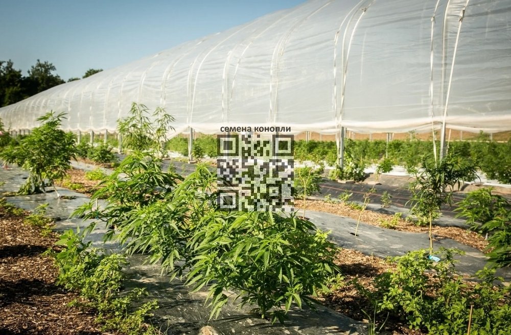 zuri-can-farm.jpg