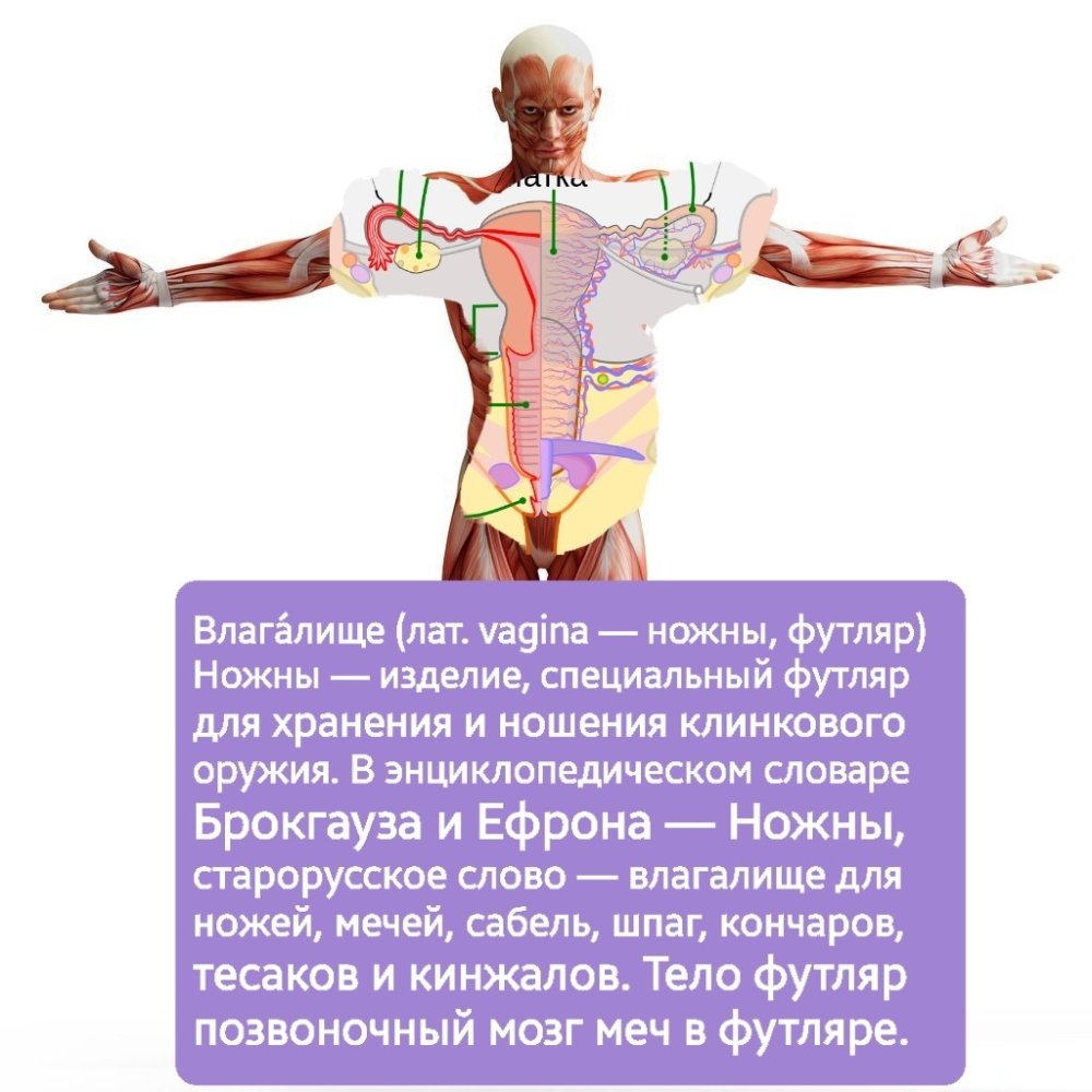 1662133584_5-kartinkof-club-p-novie-i-krasivie-kartinki-telo-cheloveka-5-1.thumb.jpg.4cf563a825157243f8ecee81fa571b47.jpg