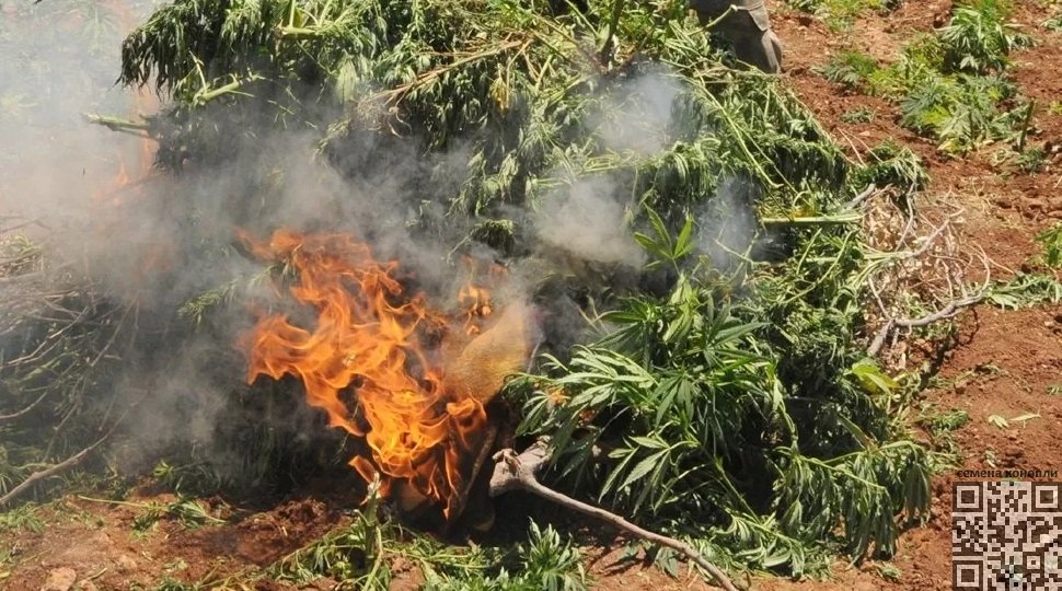 cannabis-burn.jpg
