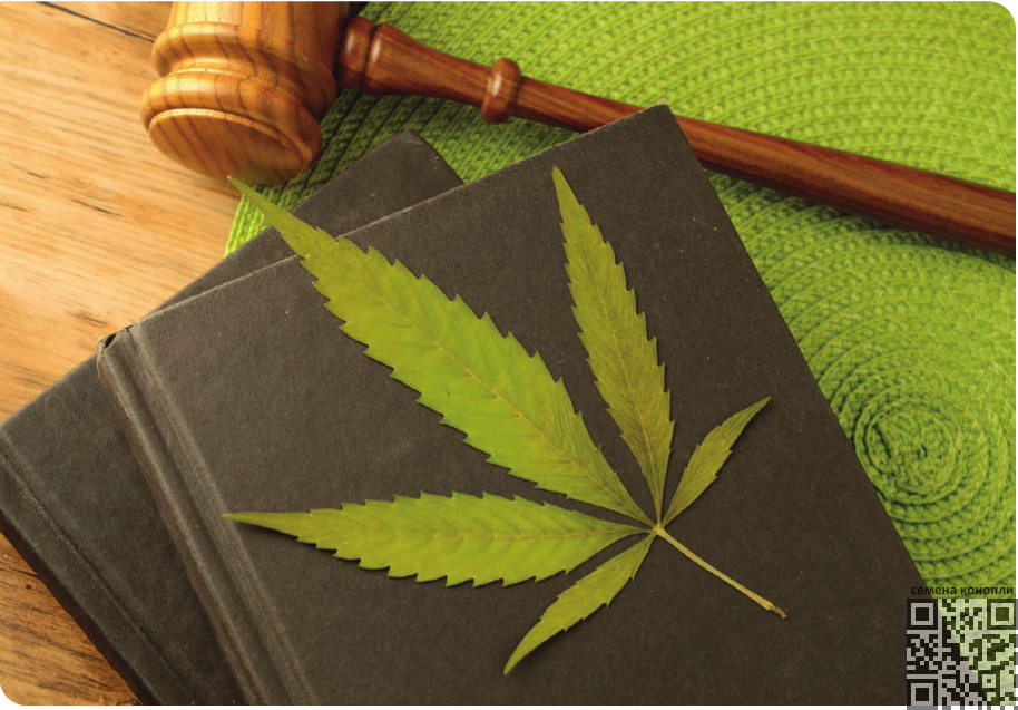cannabis-court.png