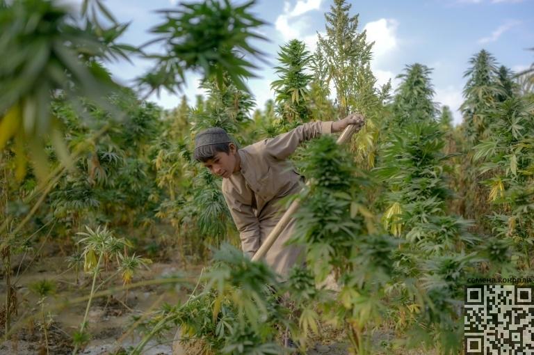 cannabis-grow-afghanistan.jpg