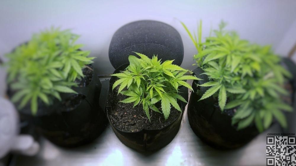 cannabis-grow-probation-ukraine.thumb.jpg.d78b6061f6255d69078ac15ad97301c9.jpg