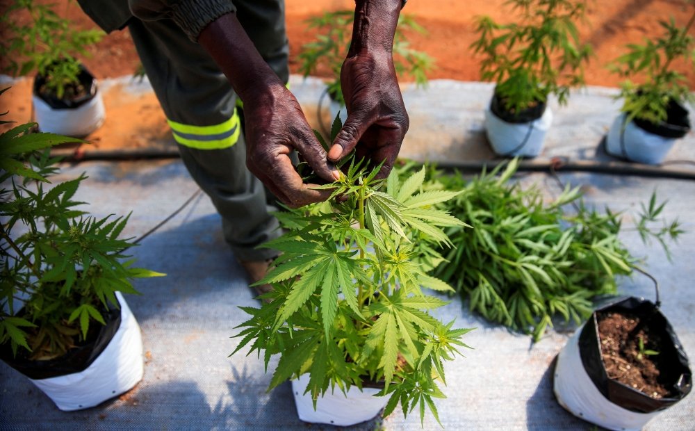 cannabis-grow.jpg