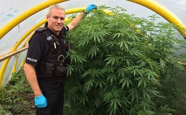 cannabis-police-found.jpg
