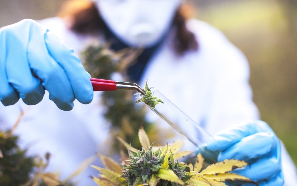 cannabis-research.jpg