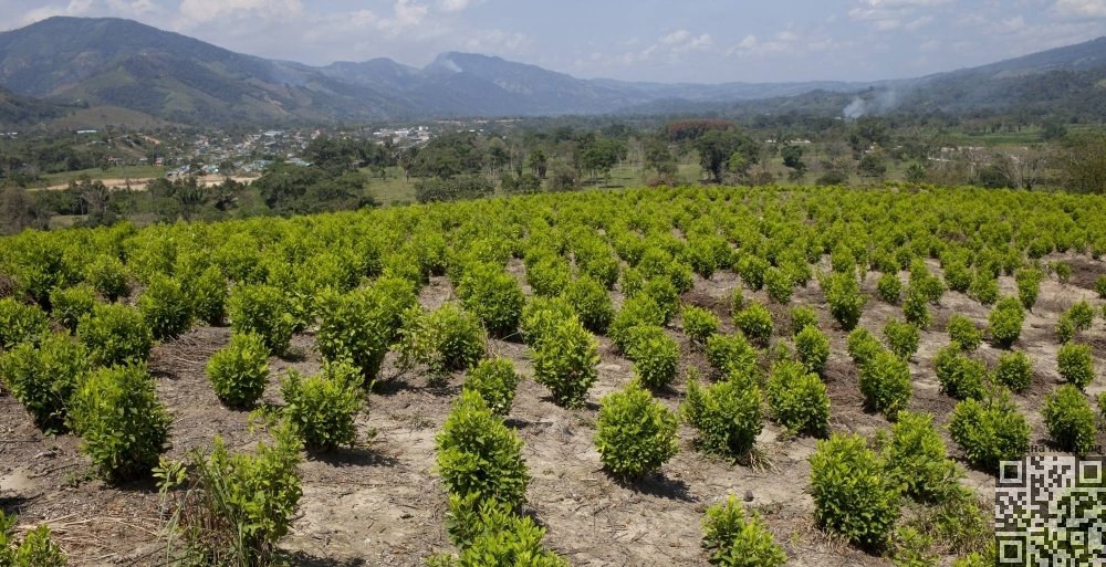 coca-grow-in-colombia.jpg