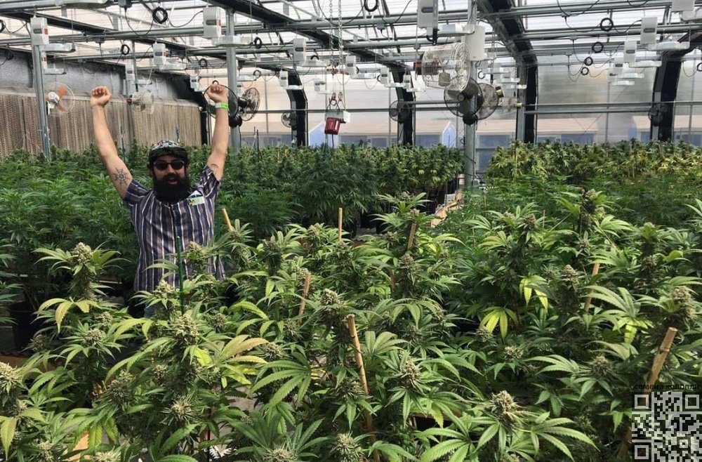colorado-cannabis-grow.jpg