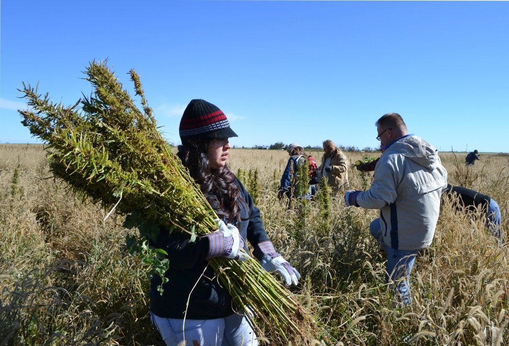 colorado-cannabis-harvest.jpg