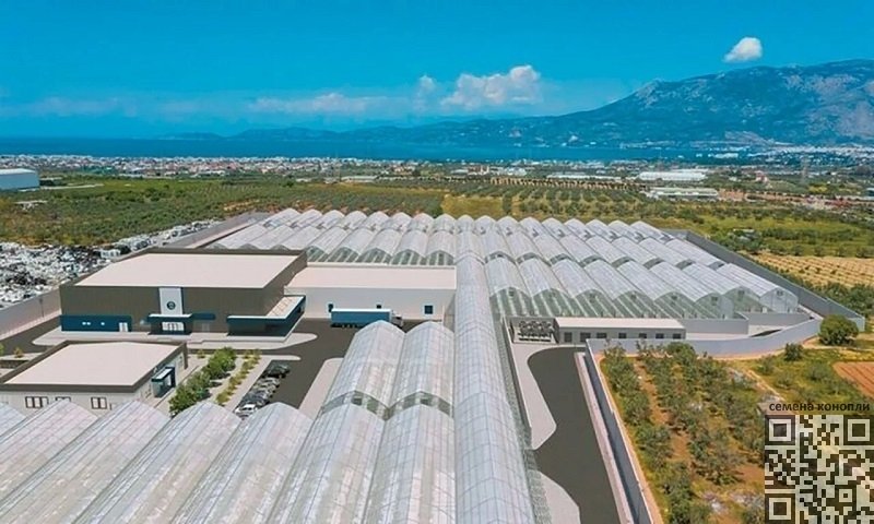 corinth-cannabis-grow-tikun-olan.jpg