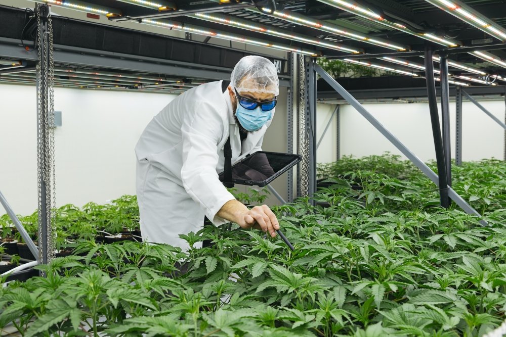 cresco-labs-cannabis-farm.jpg