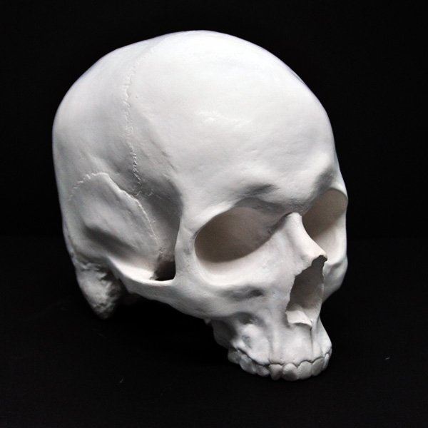 gipsovaya_figura_cherep_anatomicheskiy_bez_nizhney_chelyusti_18kh16kh14_sm.jpg.080051a4e62d81a21bea3ca999950c3e.jpg