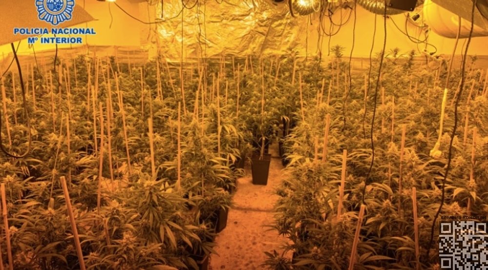 granada-cannabis-farm.jpg