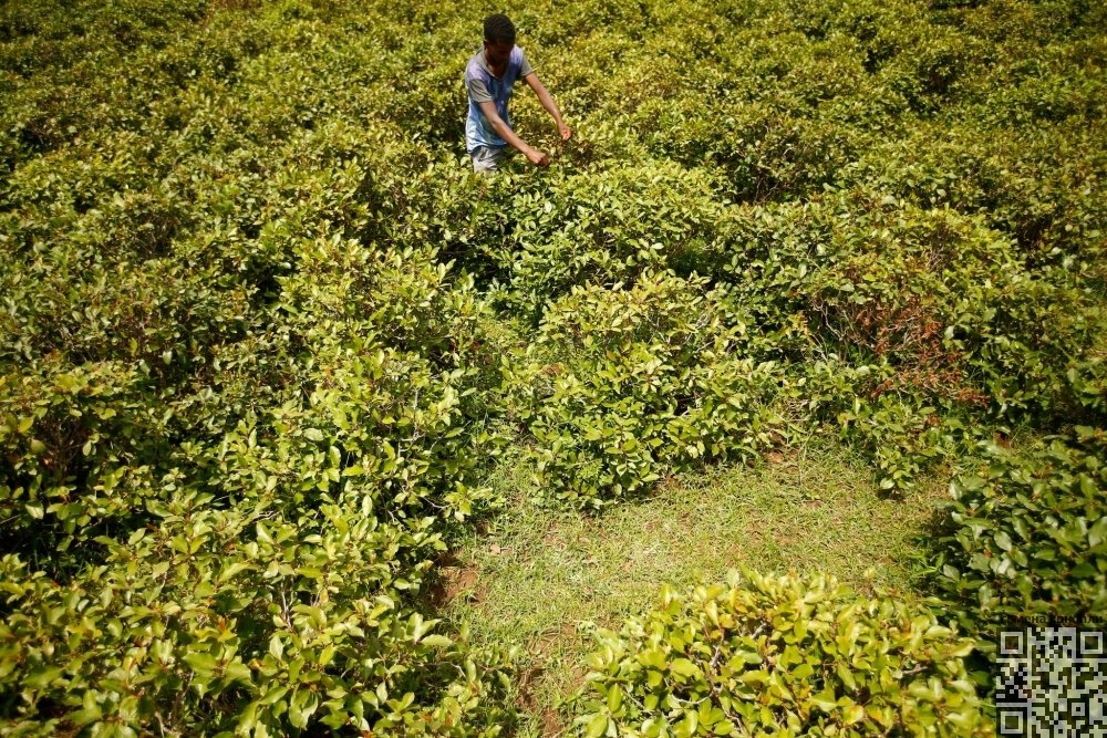 khat-grow.jpg