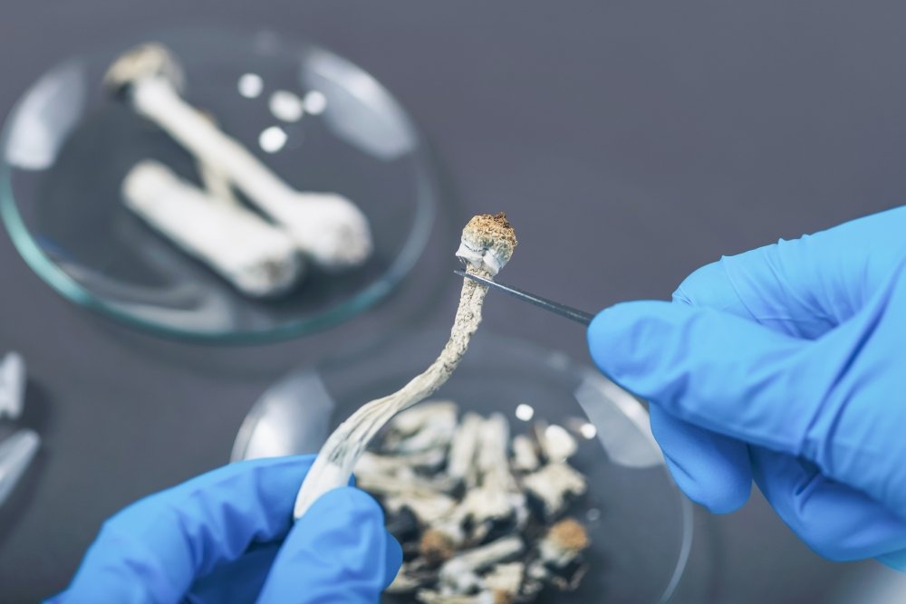 psilocybin-mushrooms-research.jpg